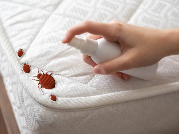 Best Bed Bug Extermination  in Manhattan, KS